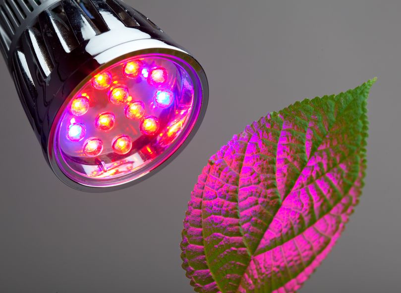 snelweg Gewend aan uitlokken Kweekverlichting online kopen? LED, HPS en Inductie kweeklampen!