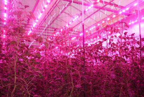 Energieverbruik glastuinbouw halveren met LED-verlichting