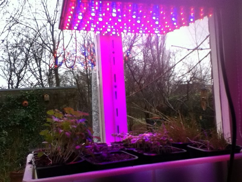 Kruiden en sla kweken onder LED-verlichting